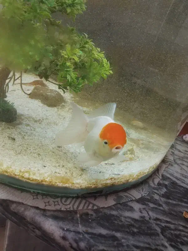 ماهی گلدفیش|ماهی|اسلامآباد غرب, |دیوار