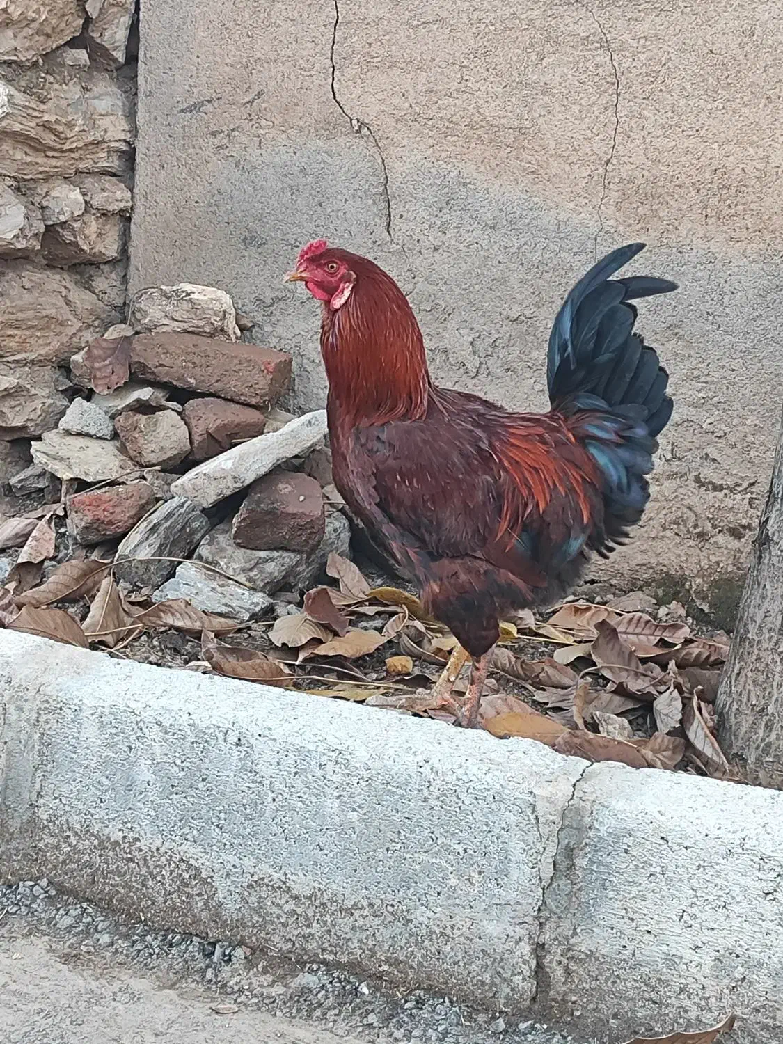 خروس|حیوانات مزرعه|خاو و میرآباد, |دیوار