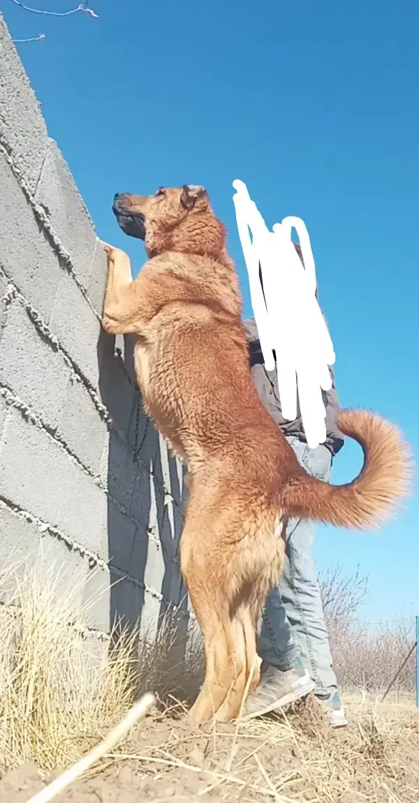 سگ سرابی|سگ|اهر, |دیوار