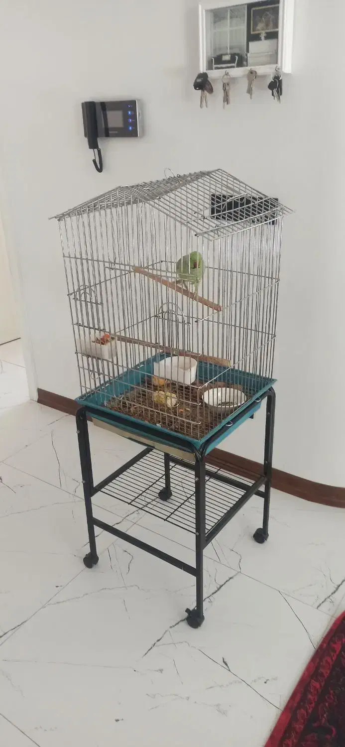 طوطی ملنگو|پرنده|اصفهان, آهنگران|دیوار