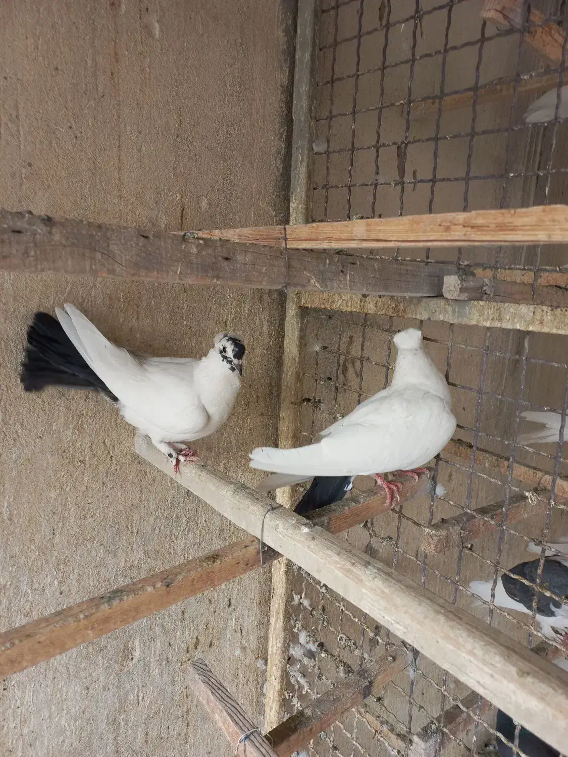 کبوتر دم ذغالی کاکلی|پرنده|تهران, افسریه شمالی|دیوار