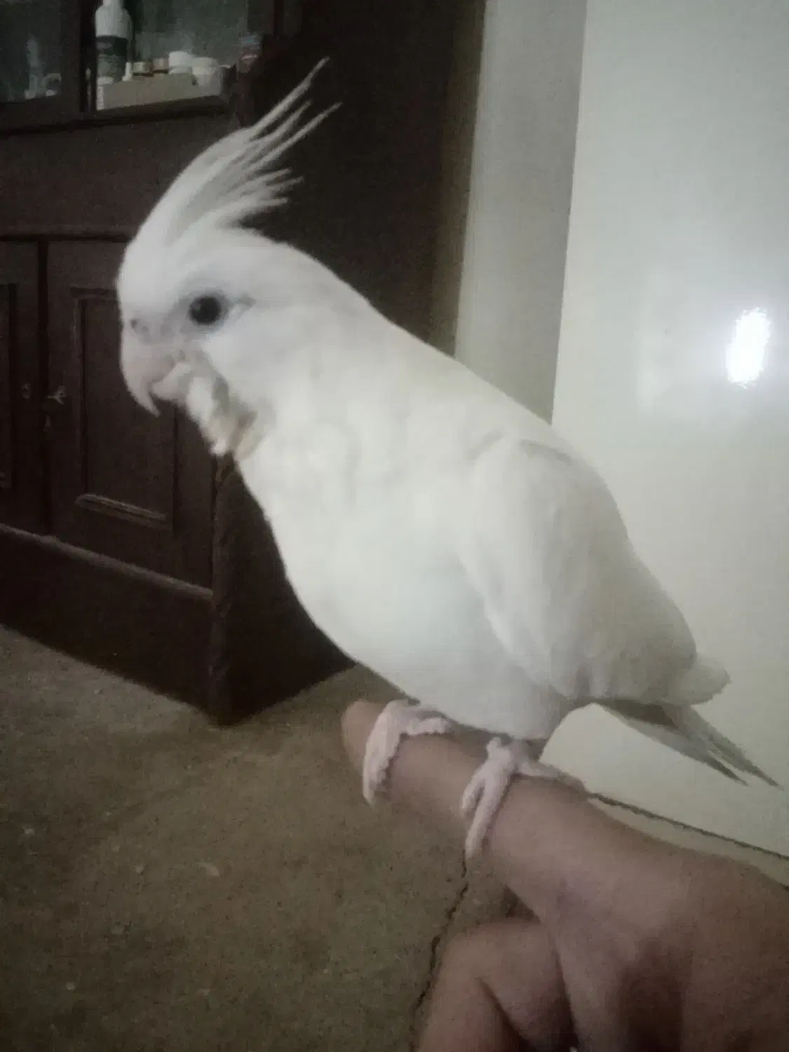 عروس هلندی البینو و لوتینو دونخور|پرنده|مسجد سلیمان, |دیوار