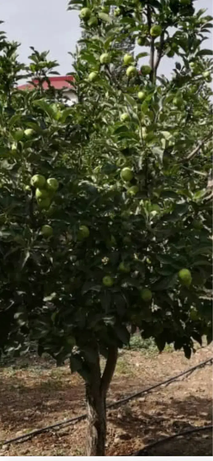 باغ شاهرود|فروش دفتر صنعتی، کشاورزی، تجاری|بسطام, |دیوار