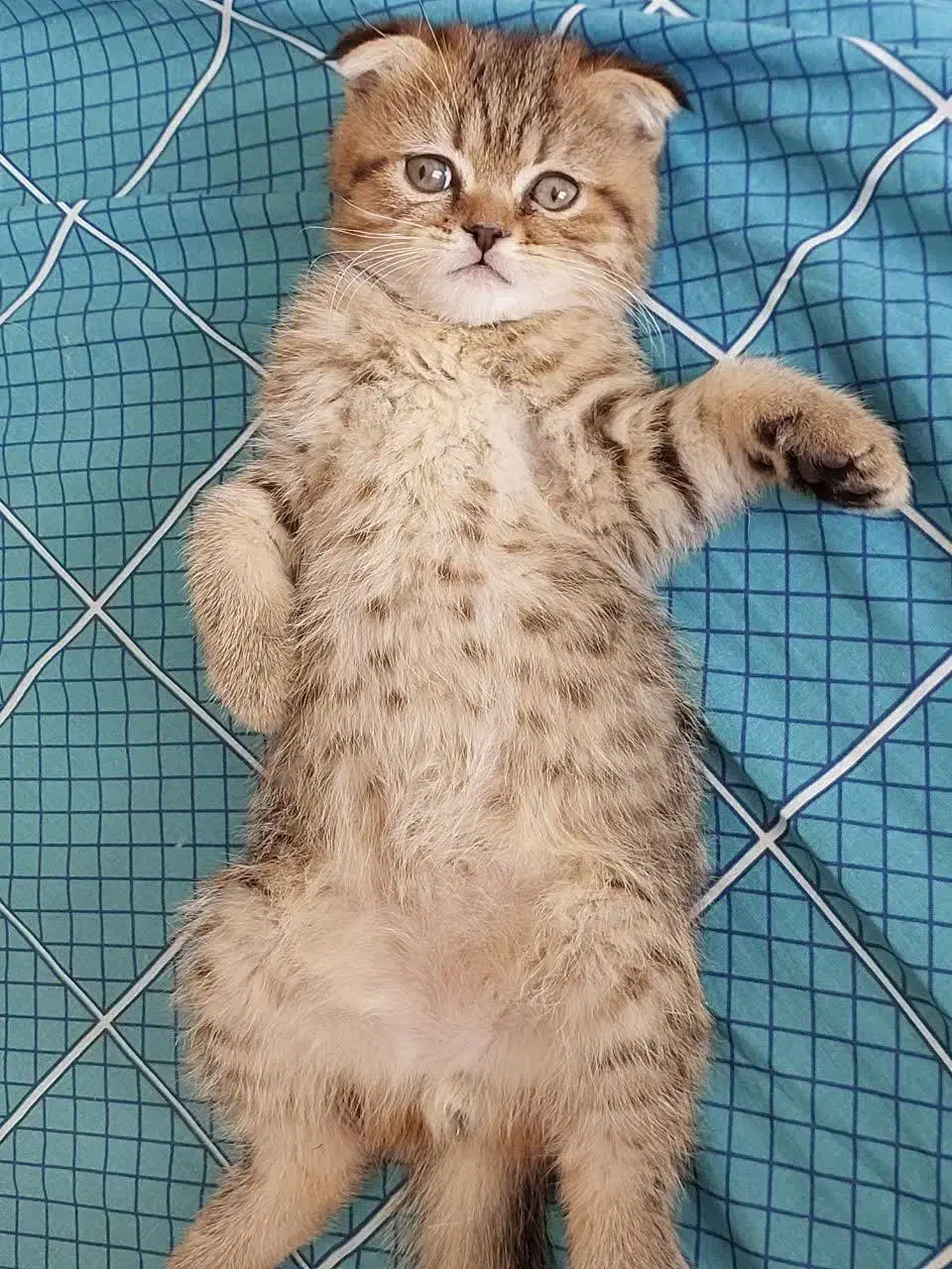 بچه گربه نژاد دار|گربه|کرمان, |دیوار