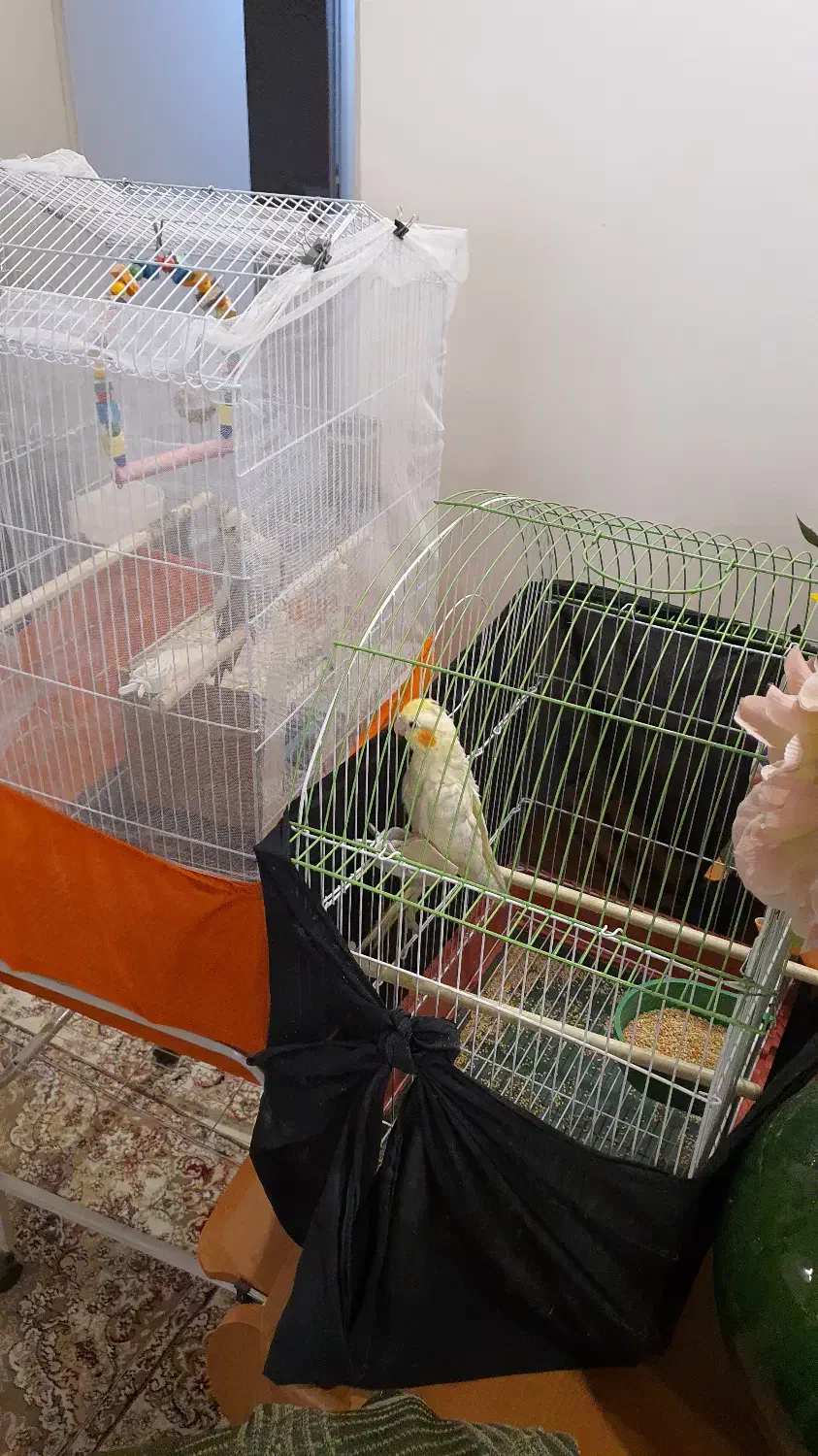 جفت عروس هلندی با تخم|پرنده|تهران, تهرانپارس جنوبی|دیوار