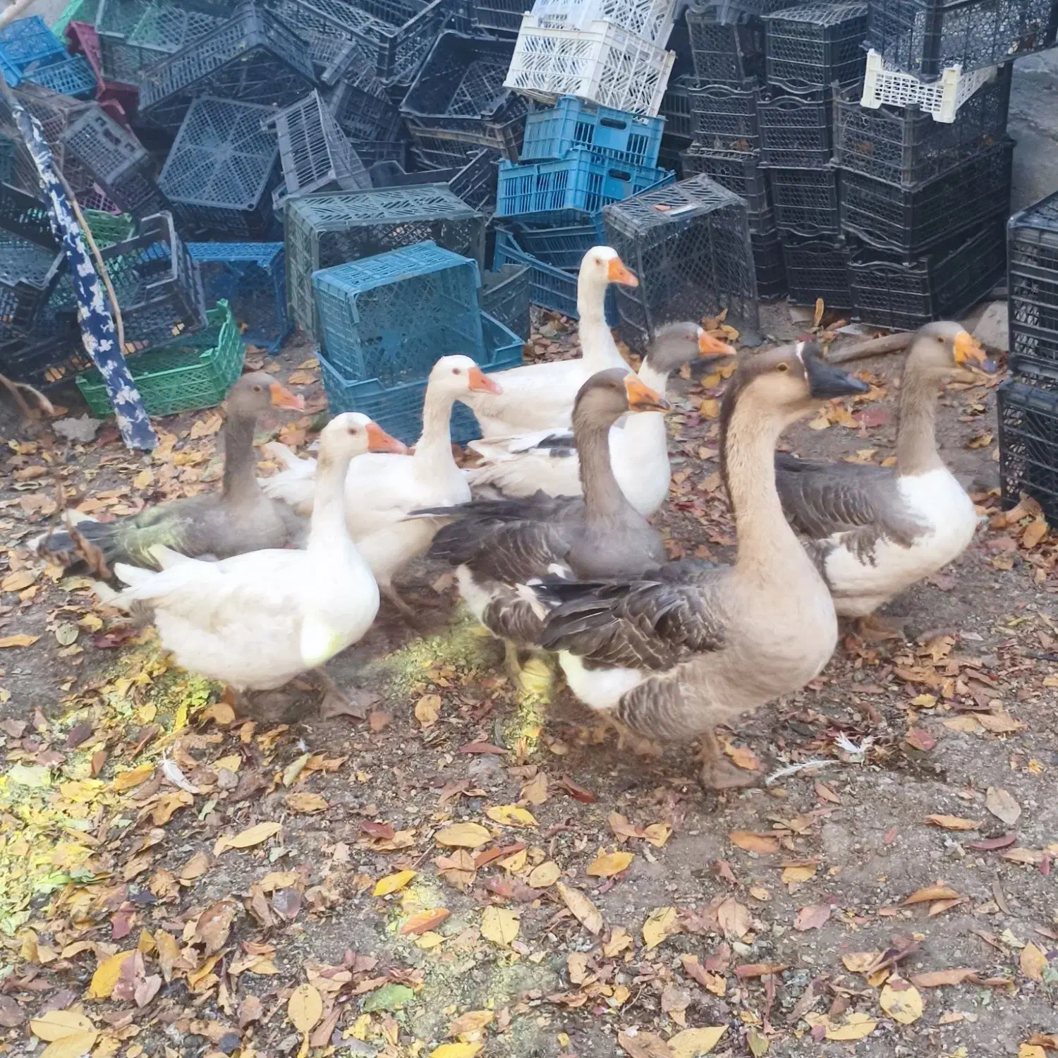 فروش ۸ غاز محلی|حیوانات مزرعه|سرعین, |دیوار