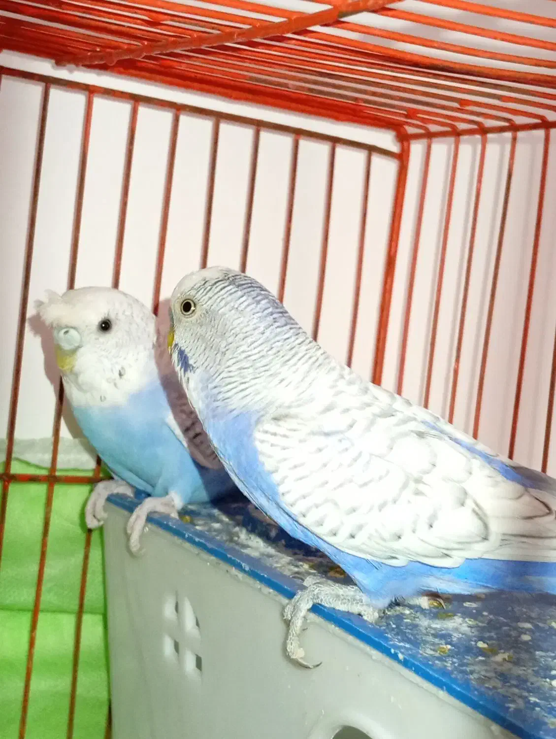 مرغ عشق دستی مولد نژاد اسپانگل.|پرنده|دورود, |دیوار