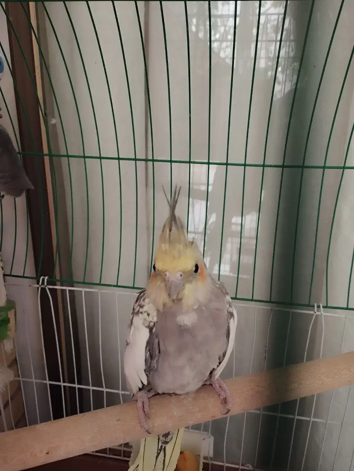 جوجه دوماهه نروماده|پرنده|اصفهان, گلزار|دیوار