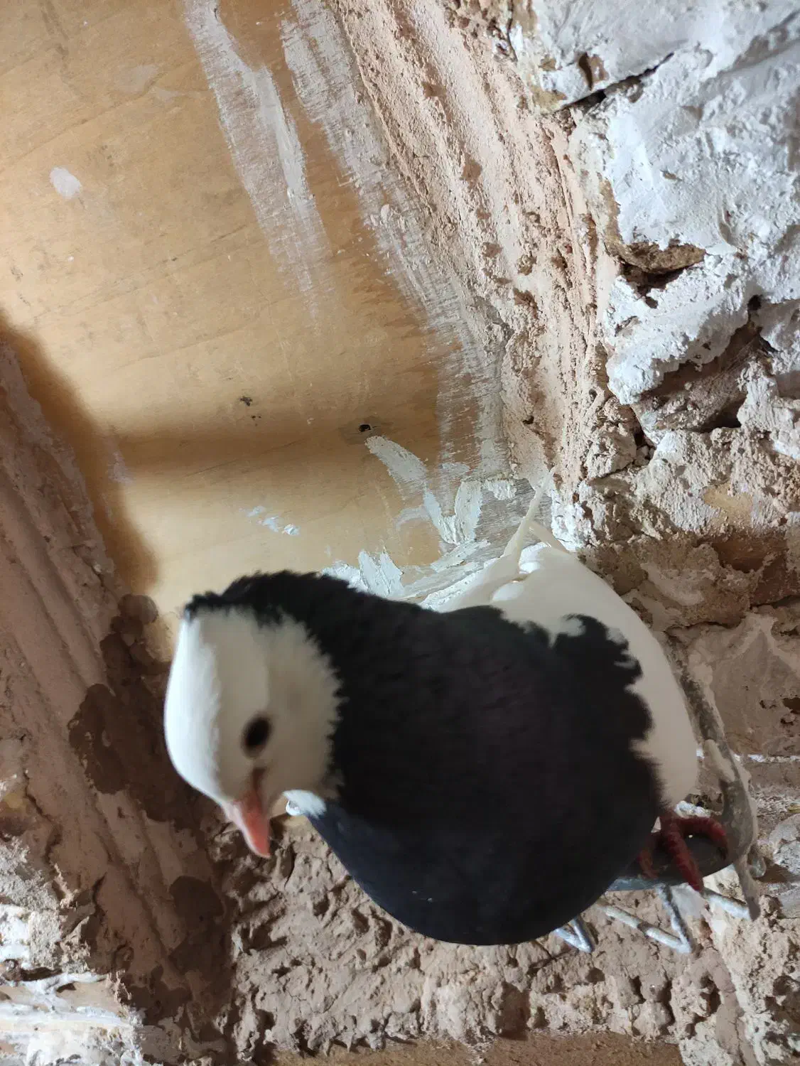 کبوتر طوقی|پرنده|میبد, |دیوار