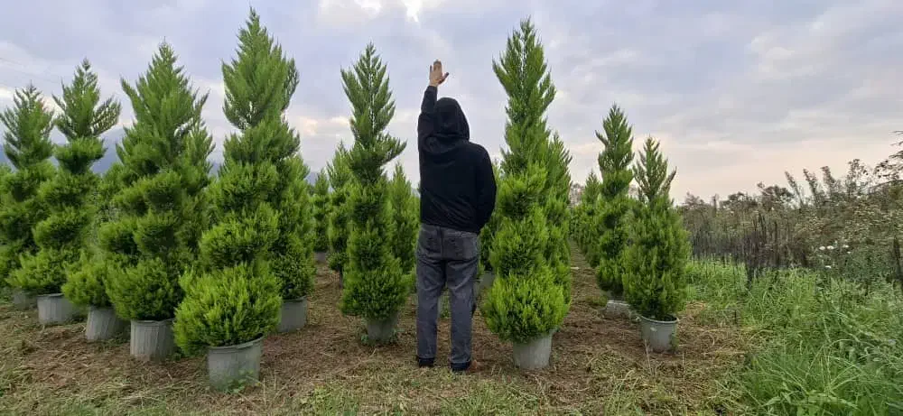 فروش لاوسون پیچ و ساده|خدمات باغبانی و درختکاری|چابکسر, |دیوار