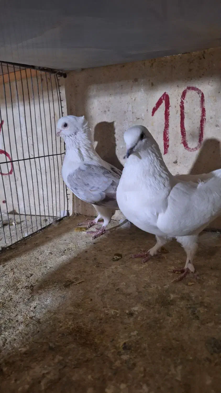 کبوتر های پرشی شهرستانی و تهرانی|پرنده|دماوند, دماوند|دیوار