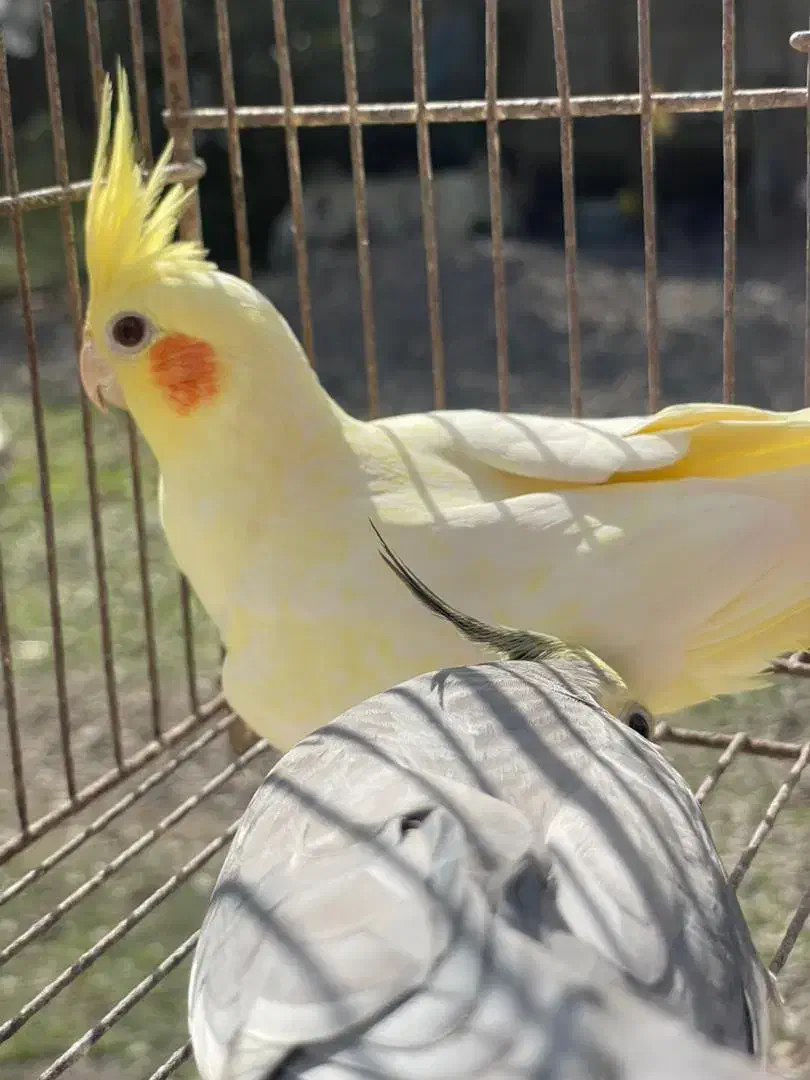 عروس هلندی جفت|پرنده|ضیابر, |دیوار