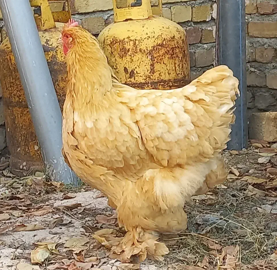 تک مرغ برهما|حیوانات مزرعه|تهران, جیحون|دیوار