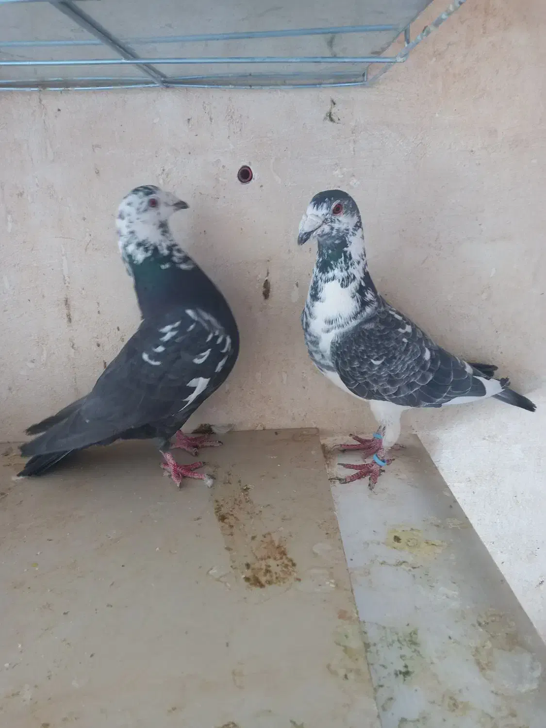 جفت بزک نره وماده به شرط|پرنده|شهرضا, |دیوار