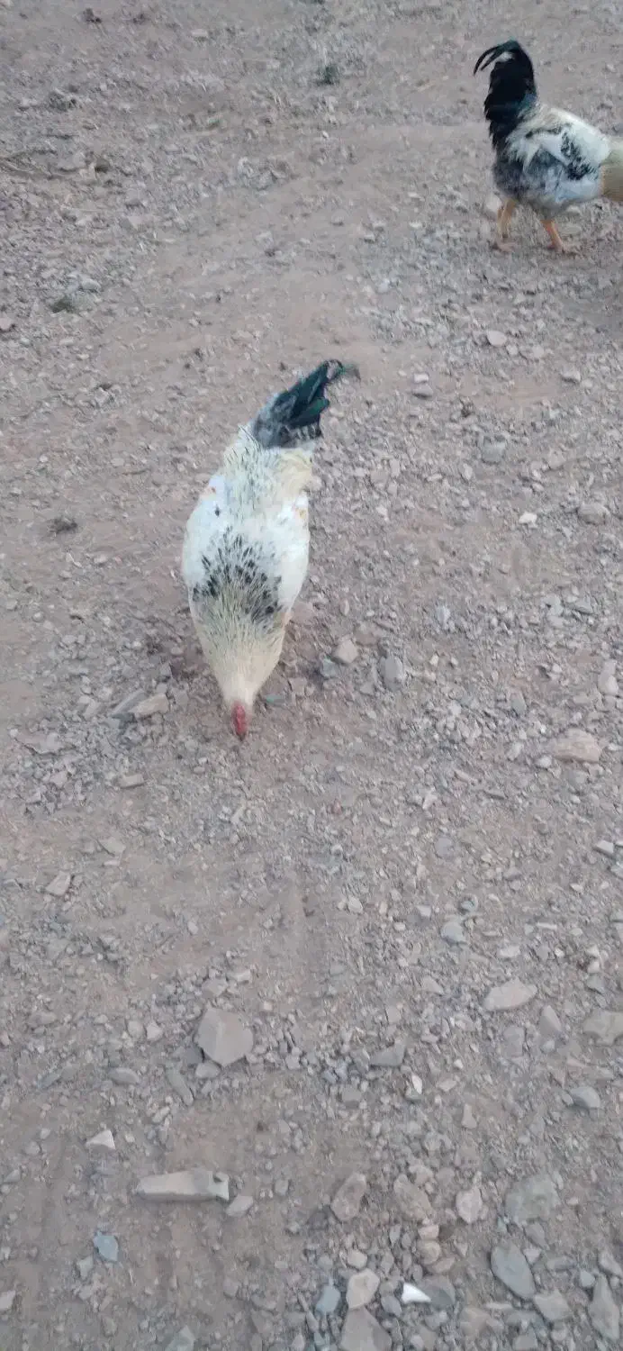 خروس رسمی محلی|حیوانات مزرعه|ساوه, |دیوار