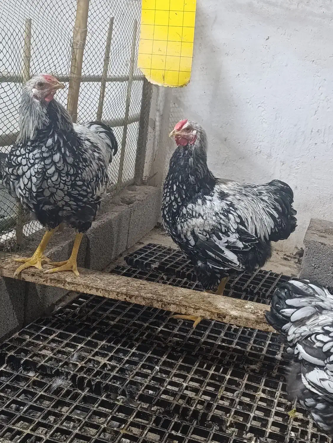 زینتی|حیوانات مزرعه|رشت, پاستوریزه|دیوار