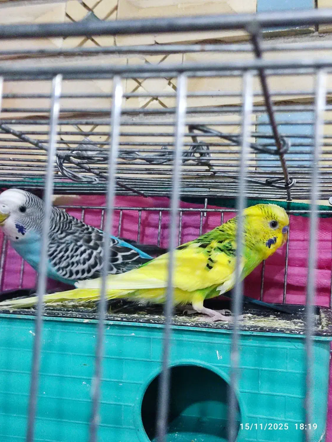 جفت مرغ عشق با دوتا جوجه|پرنده|شیراز, شهدای شهرک سعدی|دیوار