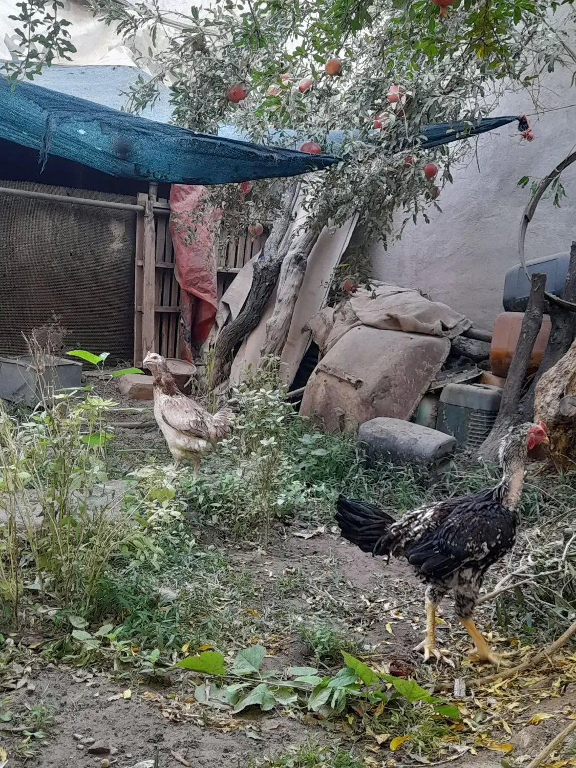 مرغ و خروس لاری|حیوانات مزرعه|مهریز, |دیوار