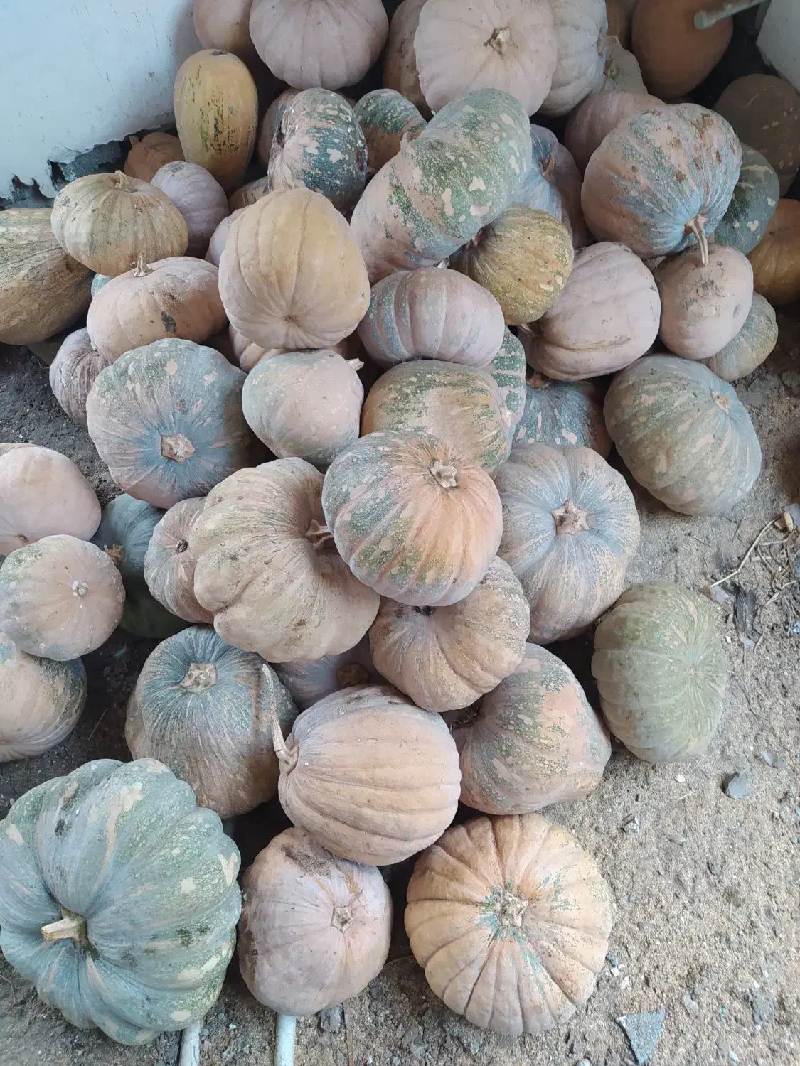 فروش کدو خرمایی|خوردنی و آشامیدنی|چاف و چمخاله, |دیوار