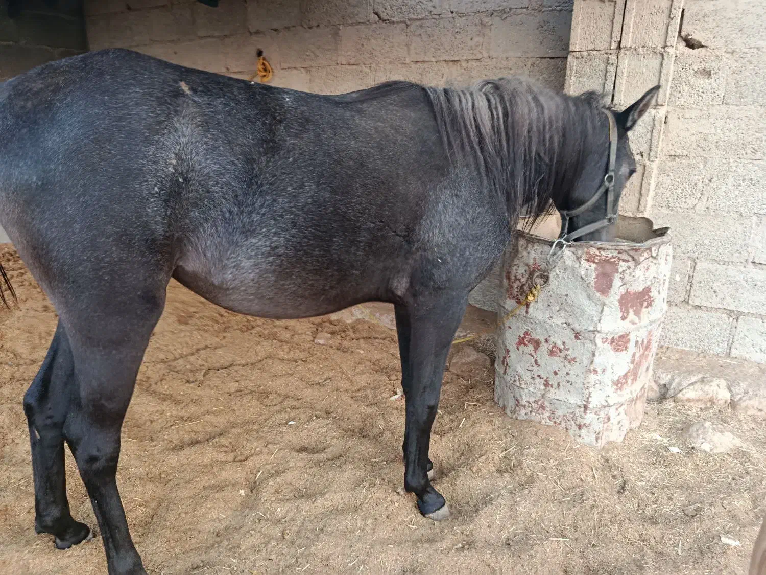 کره اسب|اسب و تجهیزات اسبسواری|گله دار, |دیوار