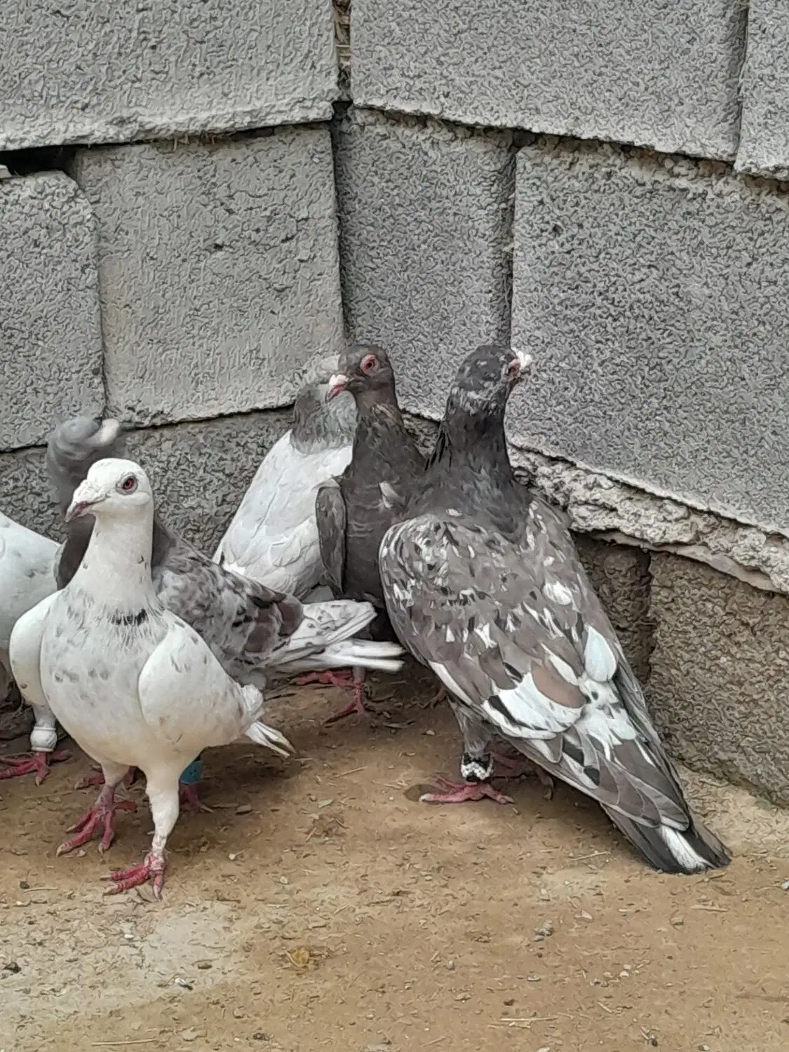 ۸عدد نر کوهی|پرنده|اهواز, امانیه|دیوار