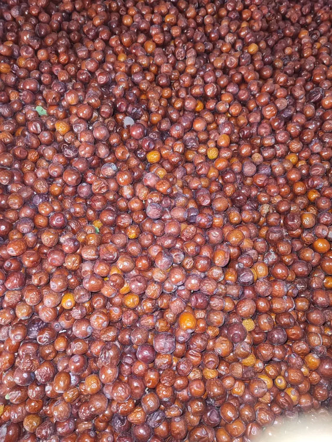 عناب تازه|خوردنی و آشامیدنی|ممقان, |دیوار