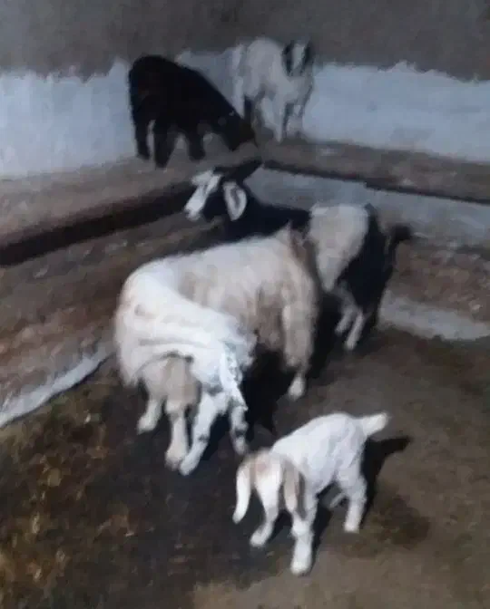 بز جوان و بزغاله|حیوانات مزرعه|گرمی, |دیوار