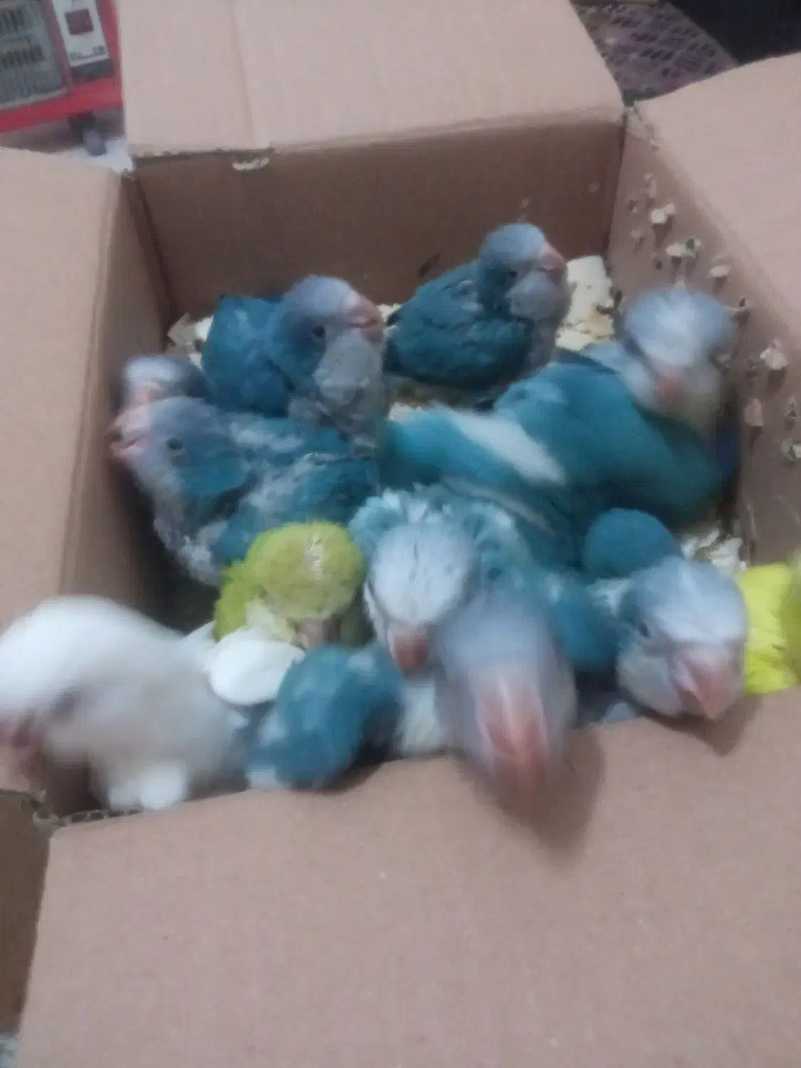 راهب. عروس . گرینجیک|پرنده|تهران, صادقیه|دیوار