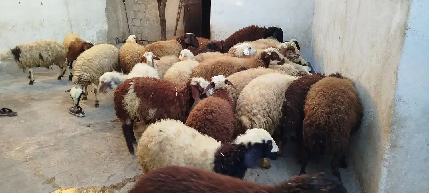 کاور پای پروار|حیوانات مزرعه|سنندج, |دیوار