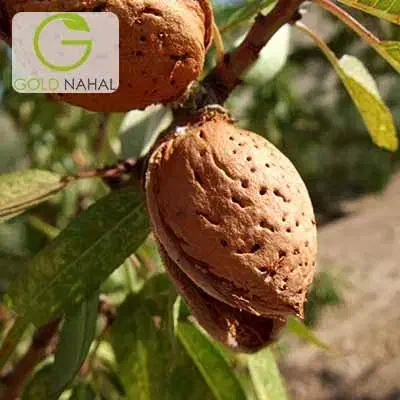 نهال بادام آذر کاغذی در نهالستان کاظمی|گل و گیاه طبیعی|هشتگرد, تهران دشت|دیوار