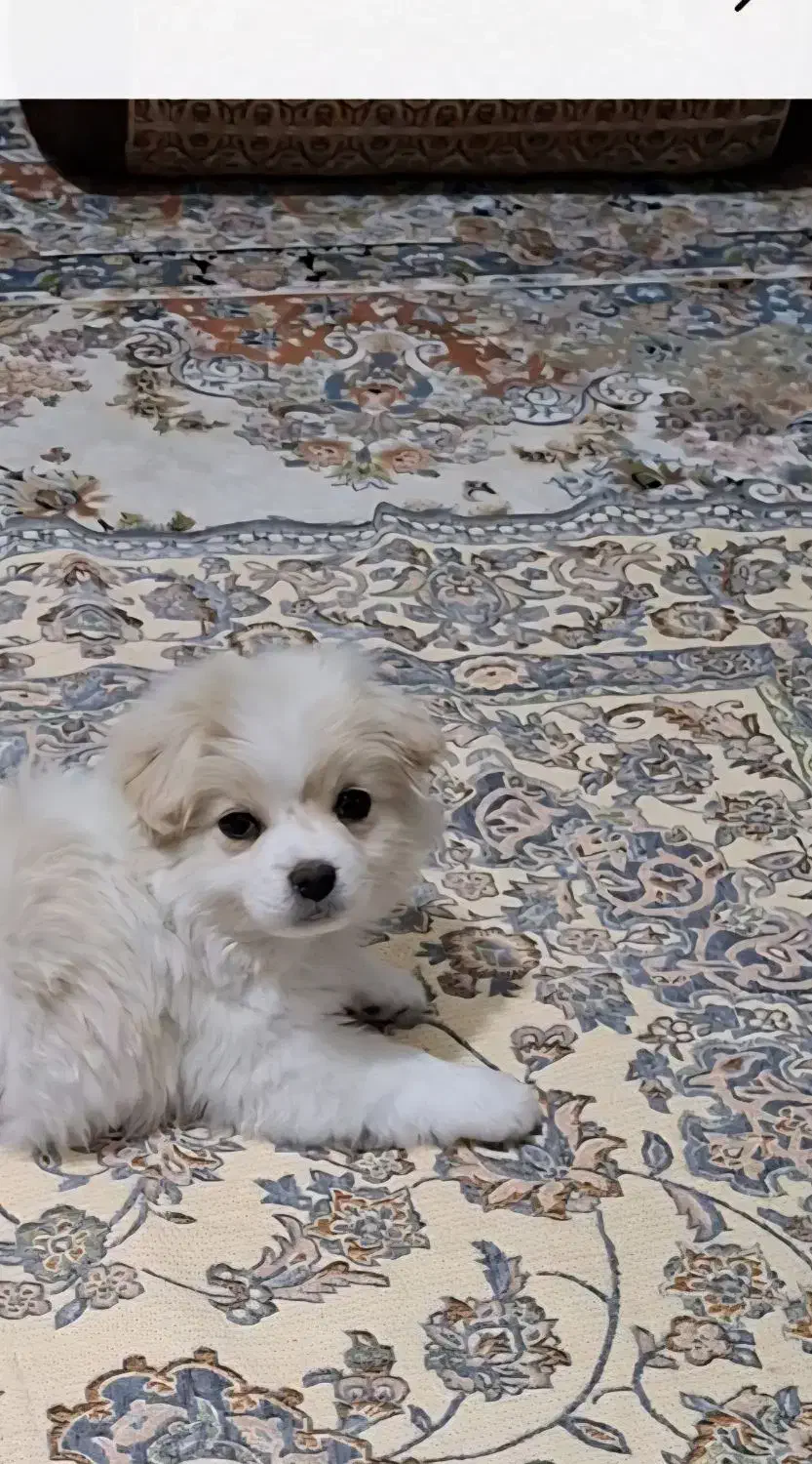 توله سگ بازیگوش|سگ|تهران, ابوذر|دیوار