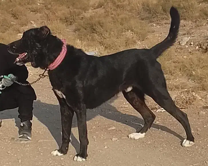 سگ سرابی|سگ|صوفیان, |دیوار