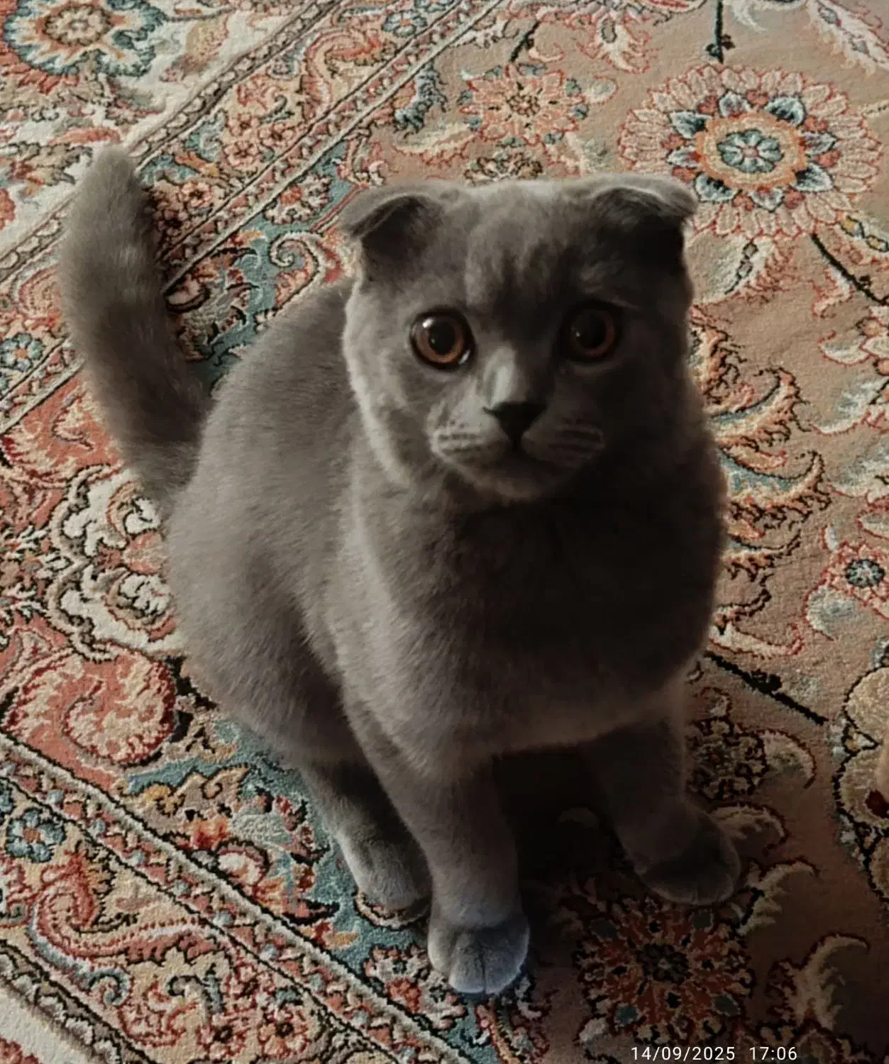 اسکاتیش بلو هفت ماهه فوری|گربه|تبریز, |دیوار