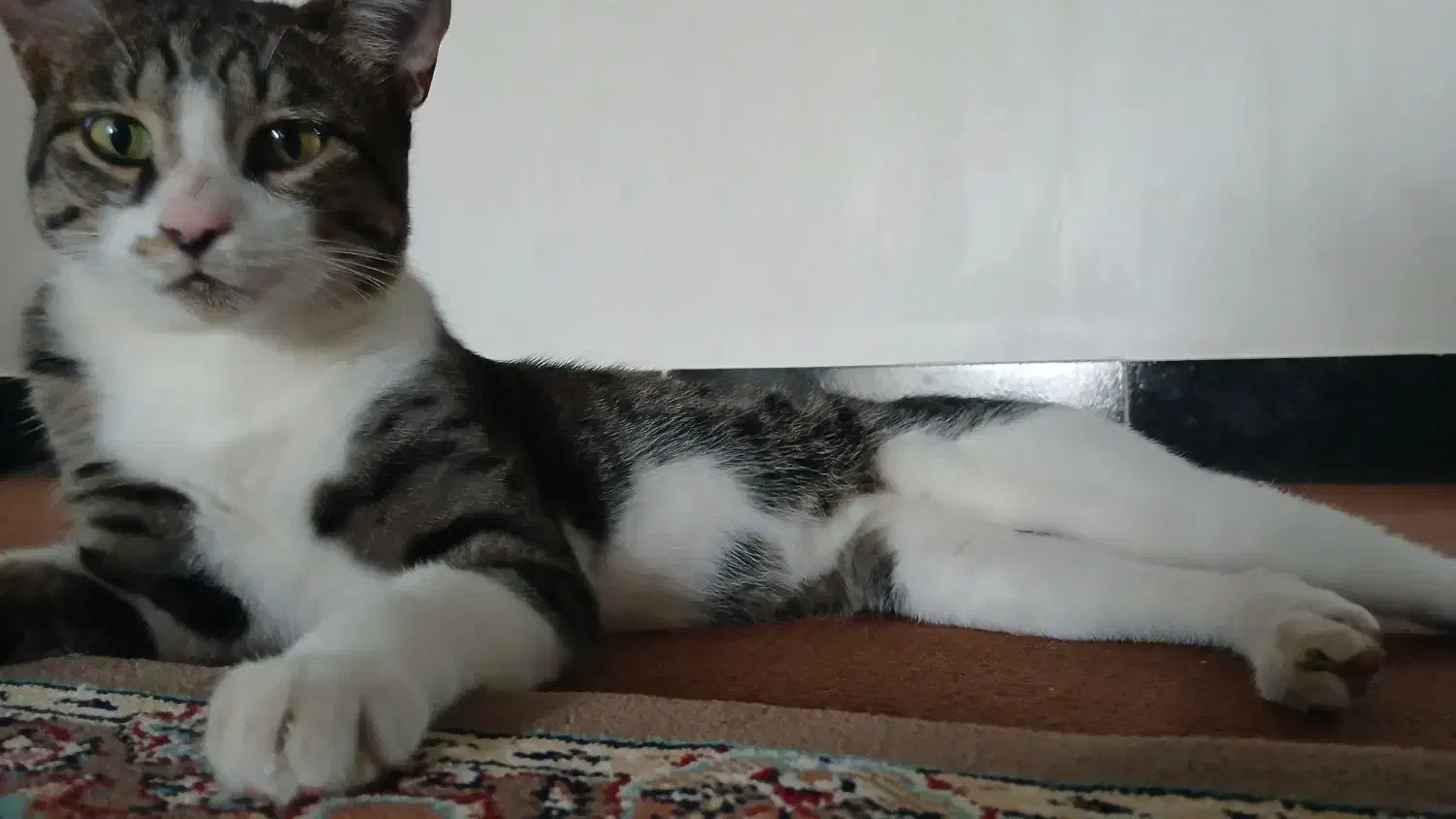 گمشده|حیوانات|صادق آباد, |دیوار