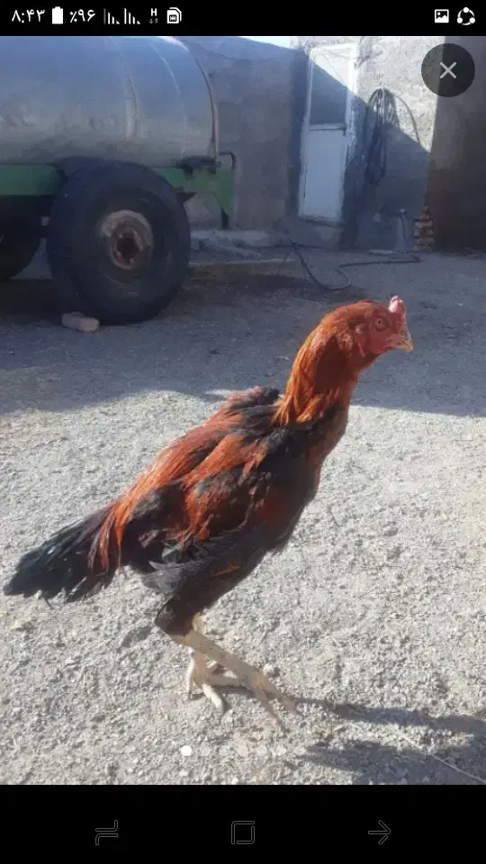 ۴ عدد خروس لاری شش ماهه دونک بالا سالم|حیوانات مزرعه|میانه, |دیوار