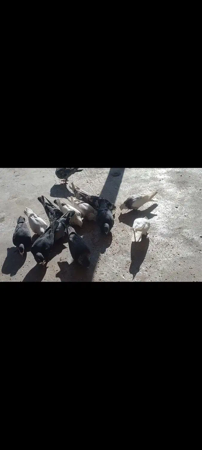 تعداد ۱۱ عدد کبوتر فروشی|پرنده|آمل, |دیوار