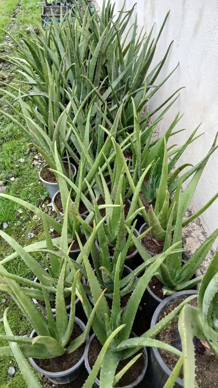 فروش ویژه آلوئورا سطل ۴|گل و گیاه طبیعی|کوچصفهان, |دیوار