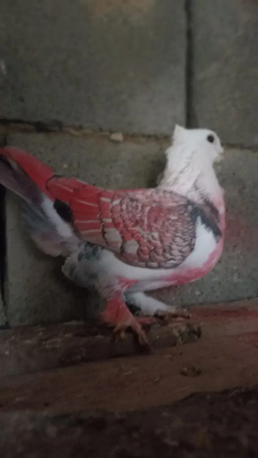 کبوتر.|پرنده|جوانرود, |دیوار