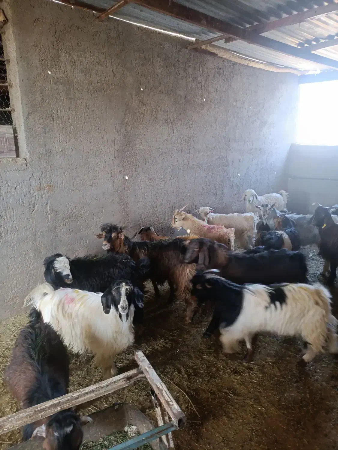 17راس بزغاله نر درجه یک|حیوانات مزرعه|آران و بیدگل, |دیوار