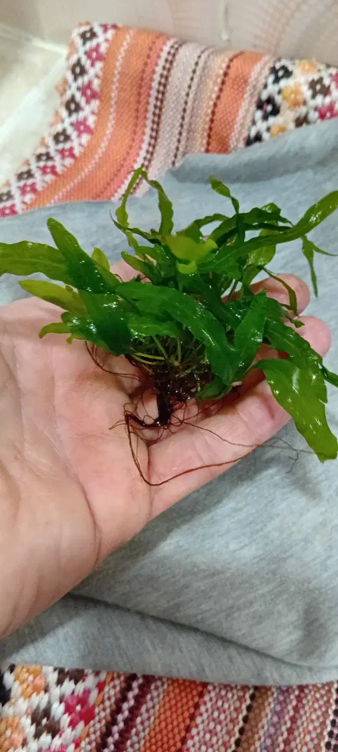 گیاه اکواریوم|ماهی|مسجد سلیمان, |دیوار