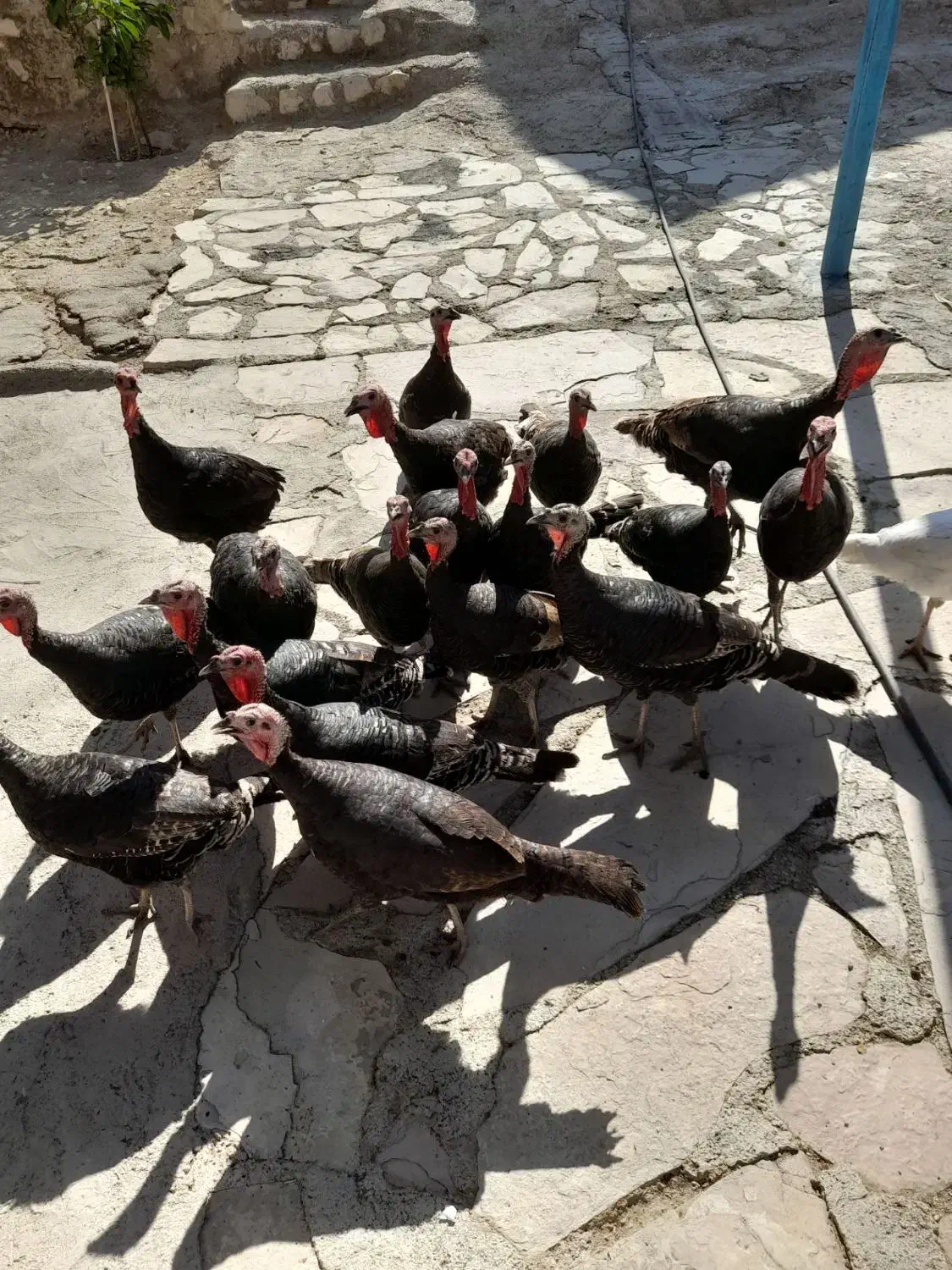 بوقلمون ماده|حیوانات مزرعه|دره شهر, |دیوار