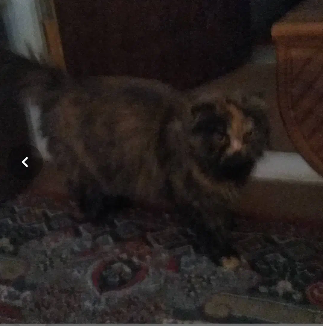 گربه پرشین کت دورنگ|گربه|زاهدان, |دیوار