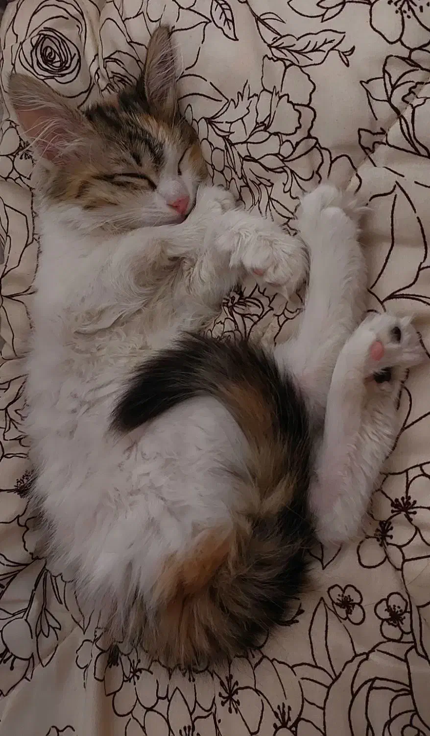 واگذاری گربه( رایگان )|گربه|بومهن, |دیوار