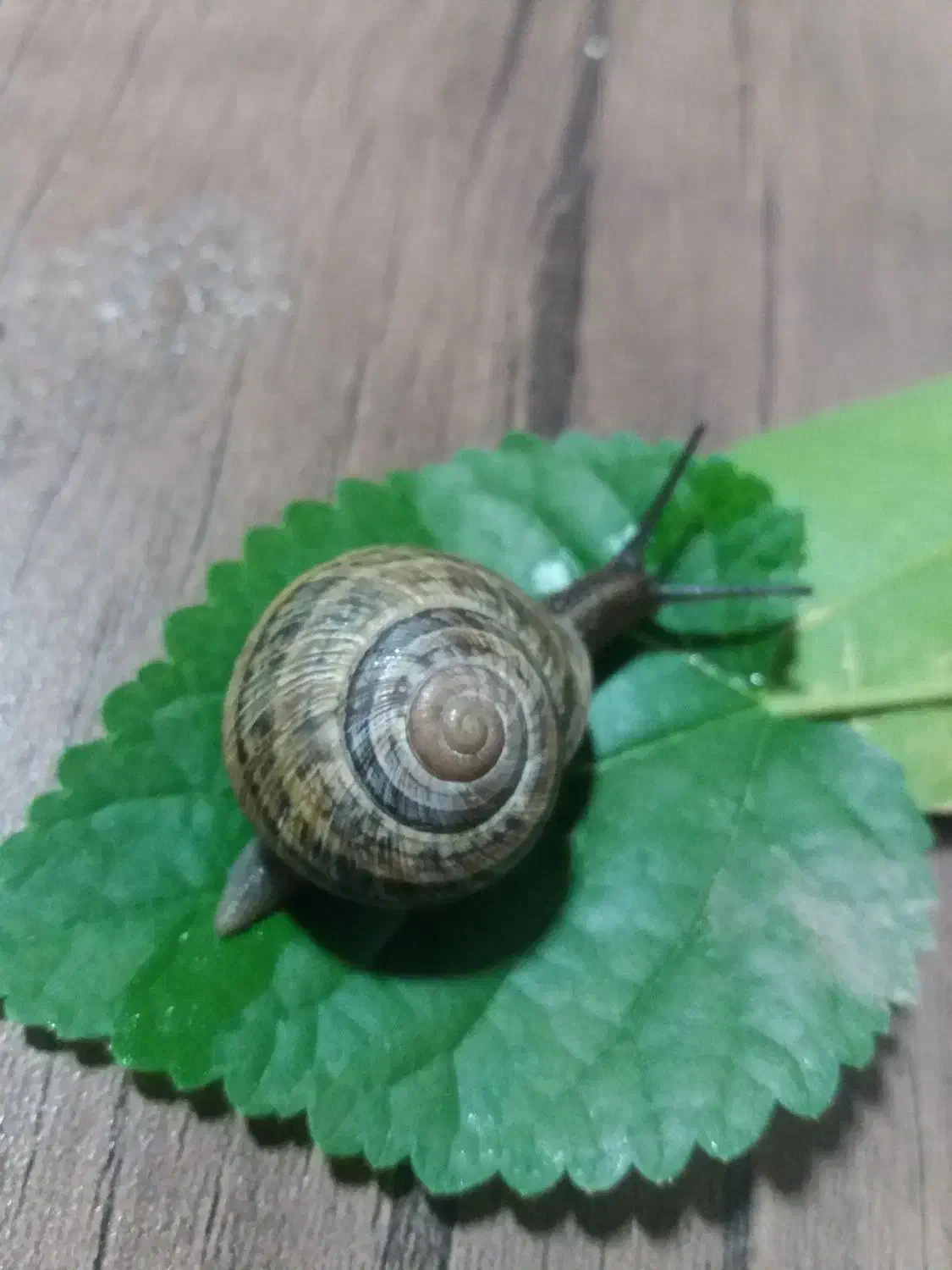 حلزون|خزنده|نجفآباد, شریعتی|دیوار