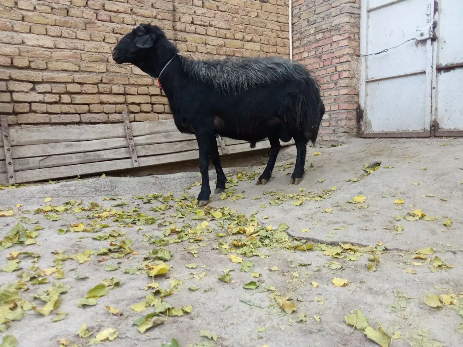 فروش قوچ سیاه اصیل|حیوانات مزرعه|صوفیان, |دیوار