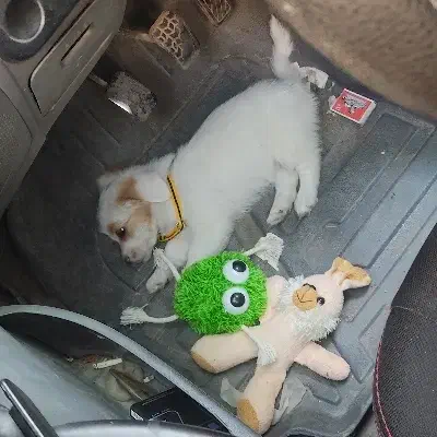 یک عدد سگ شیتزو مالتیز|سگ|شوشتر, |دیوار