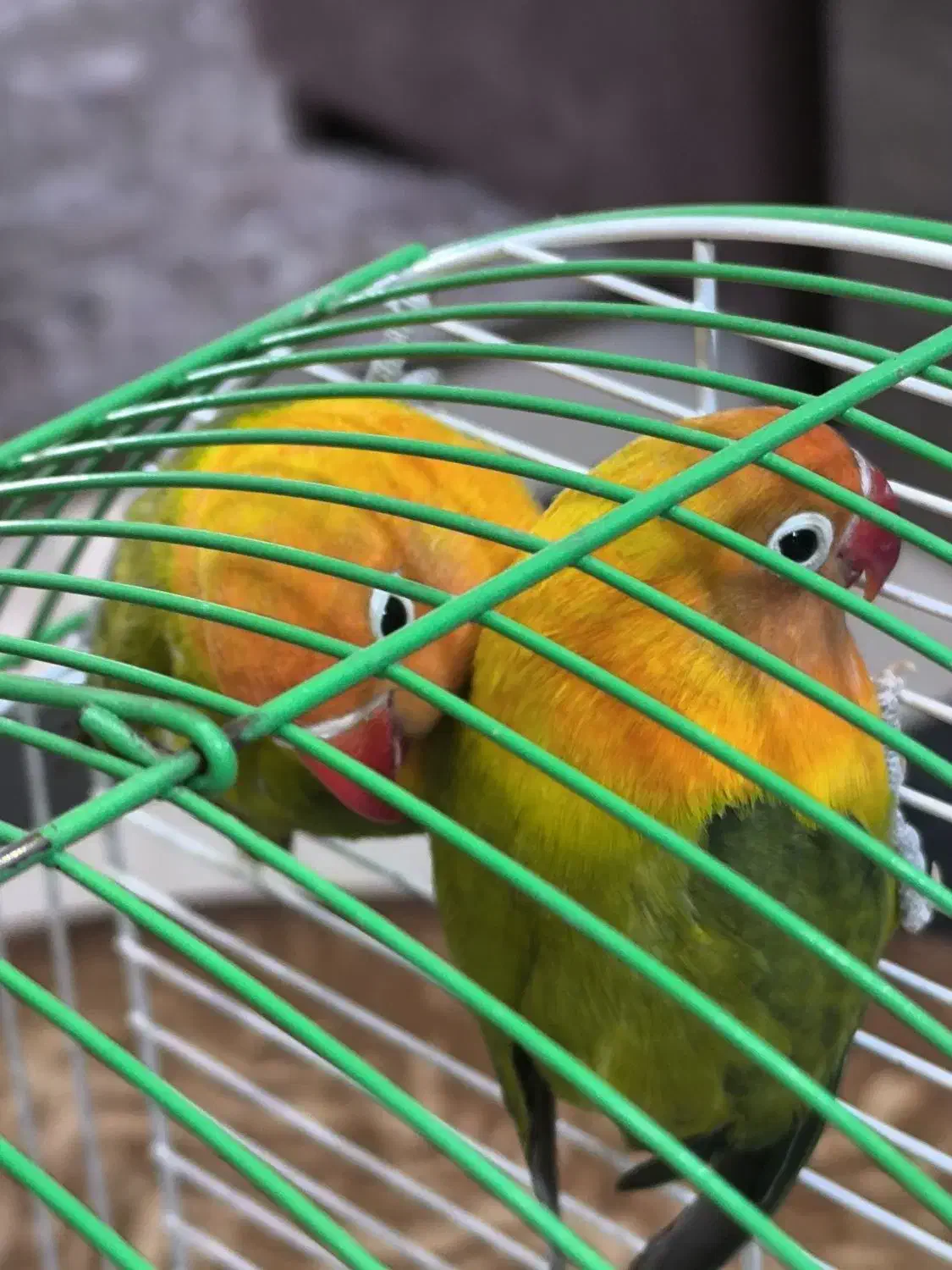 ۲ جفت کوتوله|پرنده|قم, هنرستان|دیوار