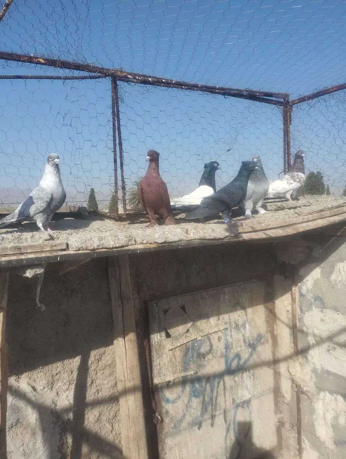 کبوتر.کفتر رنگی|پرنده|فسا, |دیوار