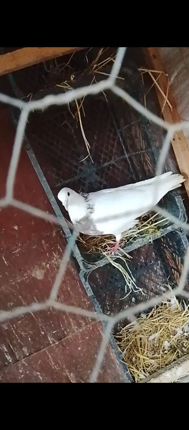 کبوتر طوقی اصیل|پرنده|لاهیجان, آهندان|دیوار