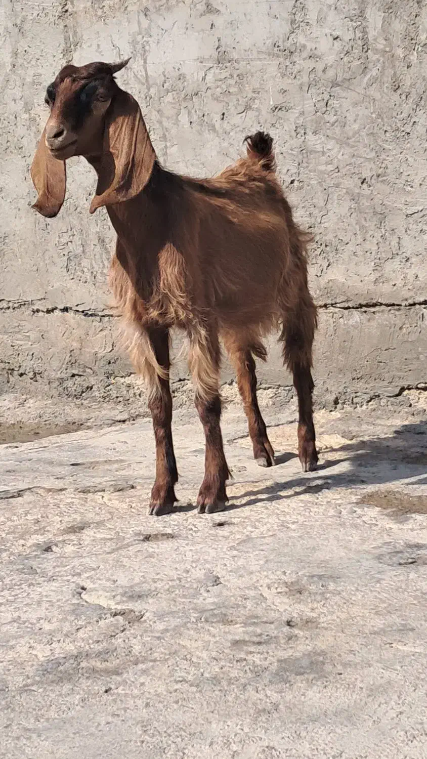 بزماده|حیوانات مزرعه|بندر ماهشهر, |دیوار